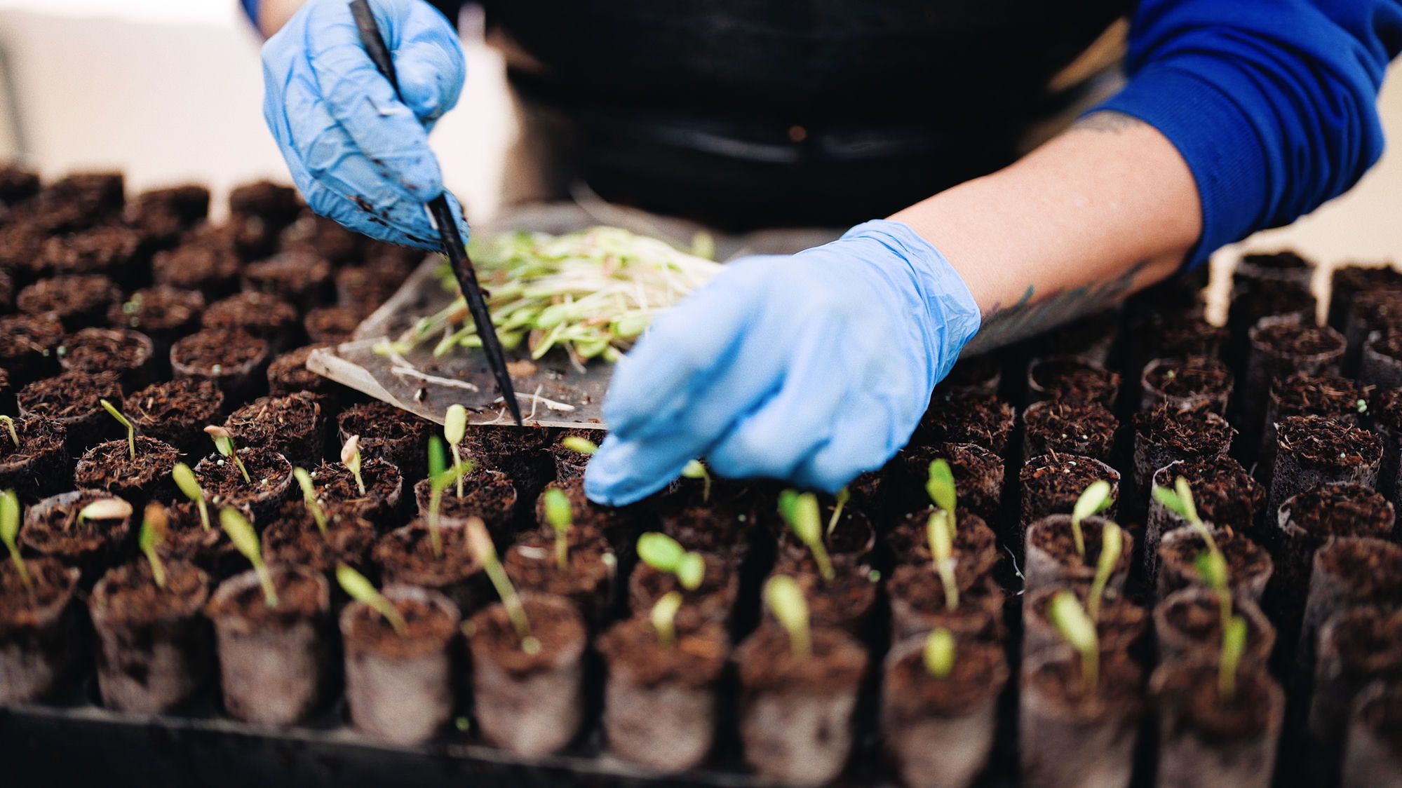 Gloved hands transplanting sprouting seedlings into trays at a native plant nursery