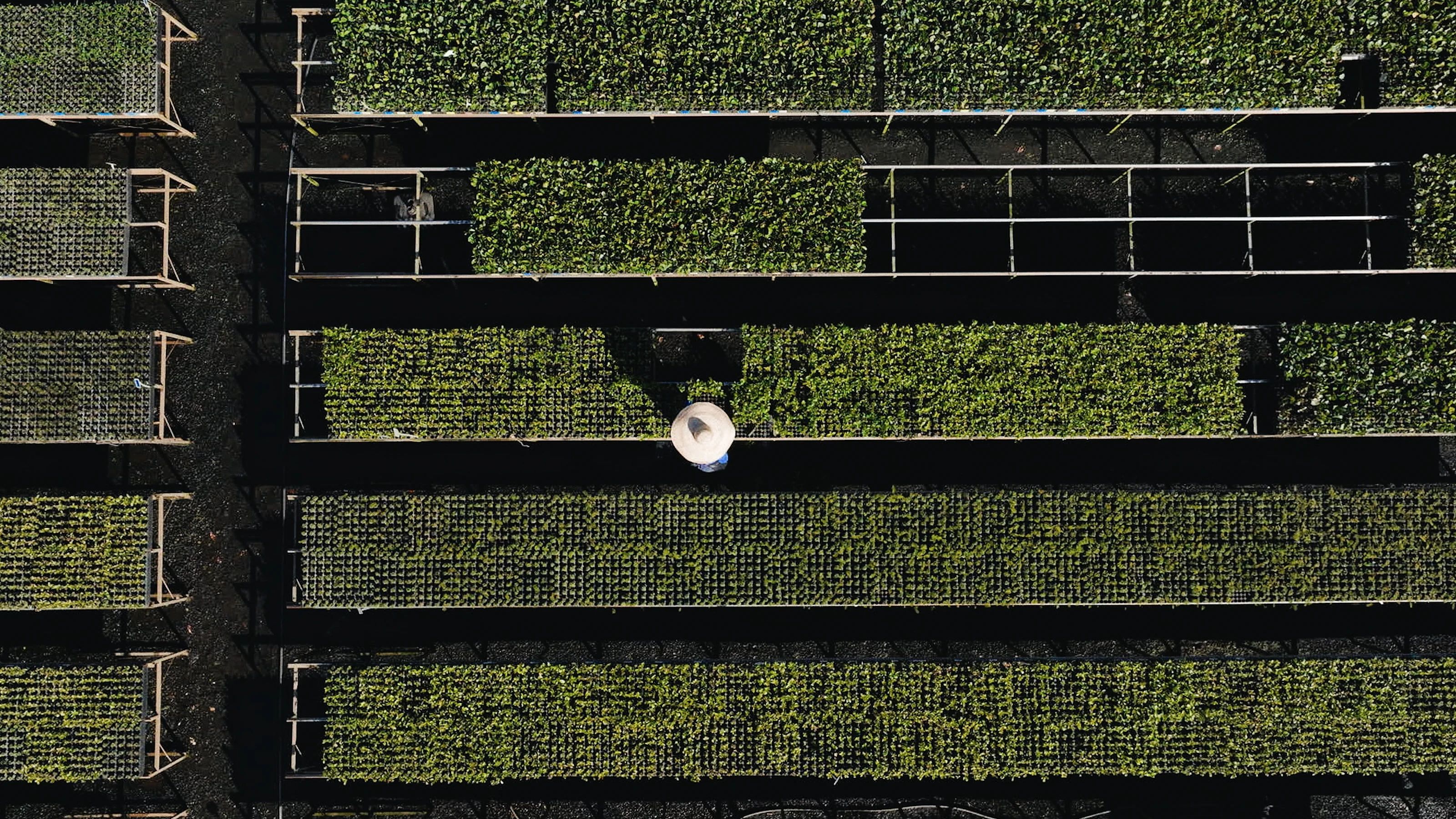 Aerial view of a native seedling nursery supported by The Earthshot Prize