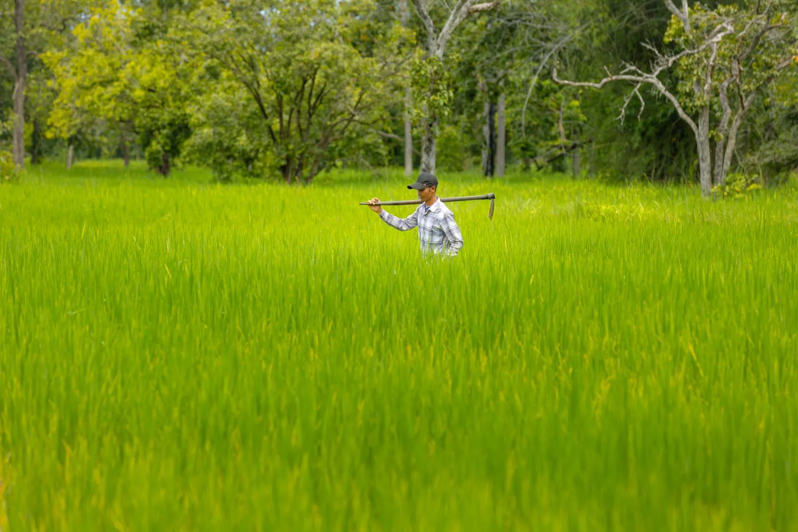 A farmer walks through a lush wetland rice field, tool in hand