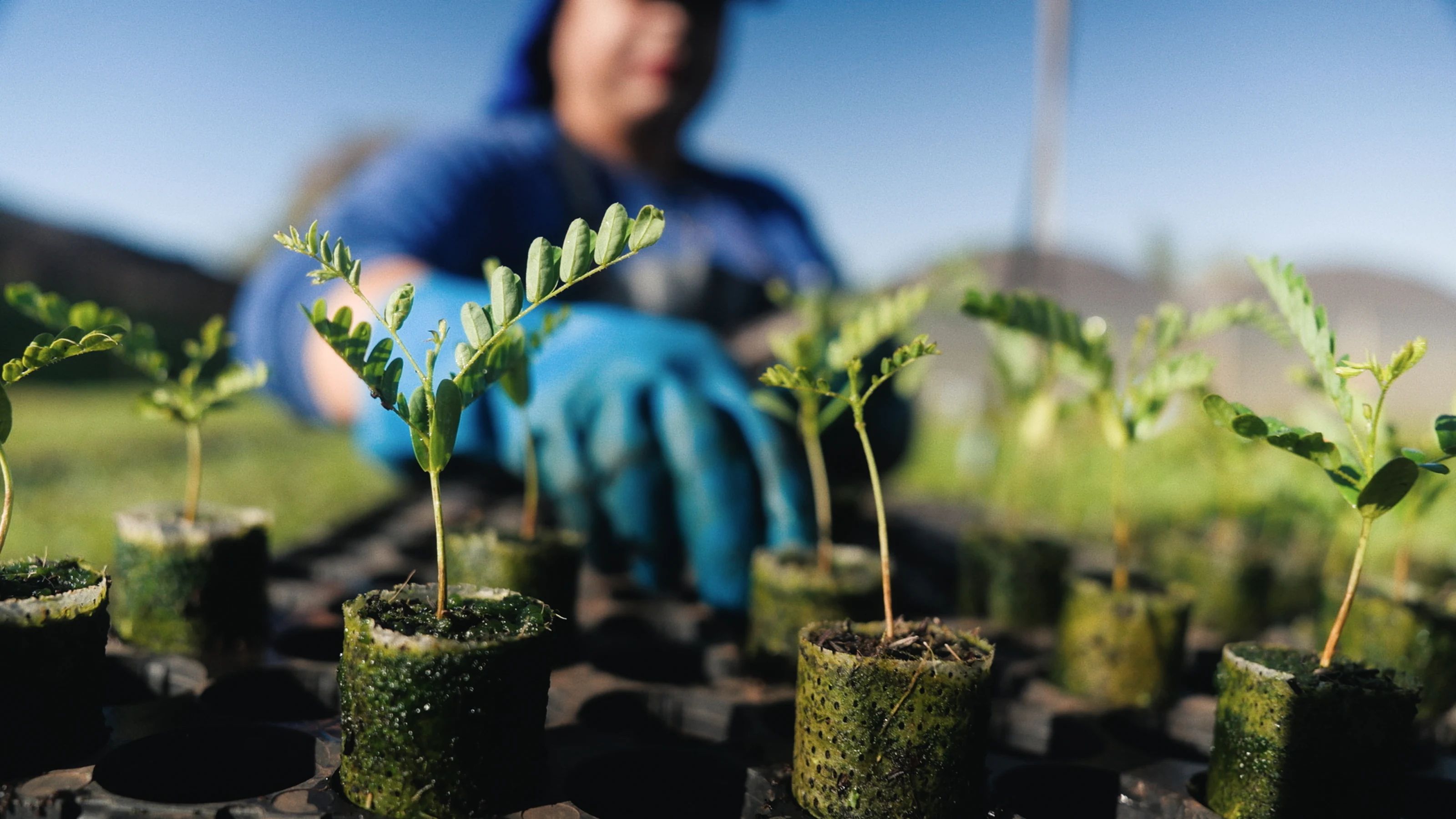A gloved hand tends young tree seedlings freshly planted in biodegradable pots