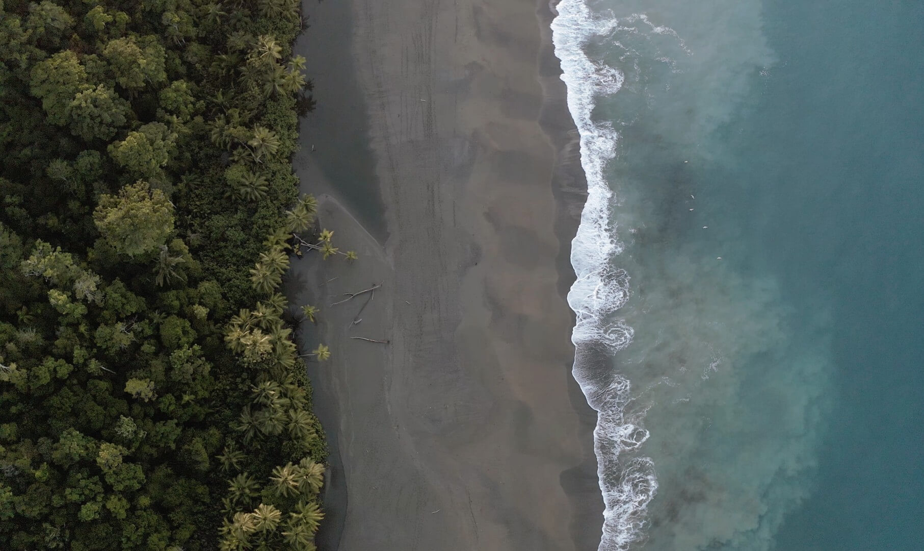 Wildlife Conservation and Regenerative Futures